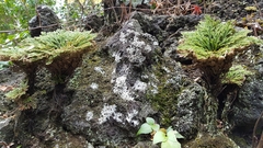 Selaginella tamariscina