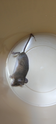 Southern African Pygmy Mouse