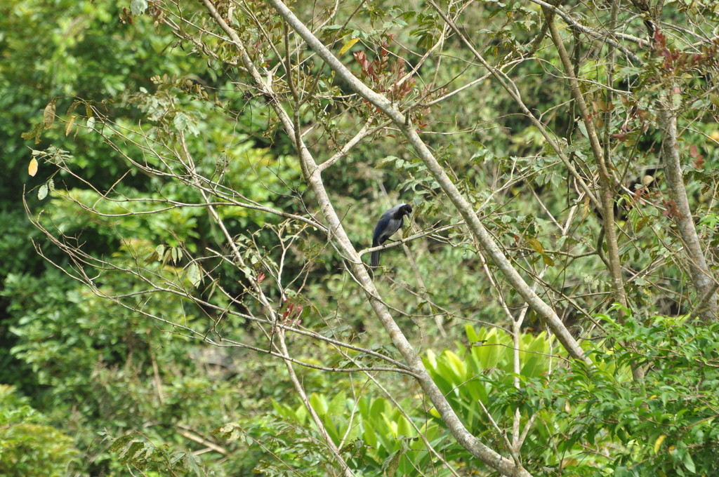 Violaceous Jay
