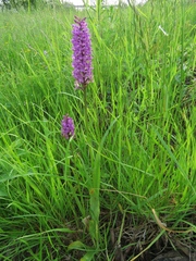 Dactylorhiza sibirica