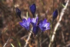 Triteleia laxa