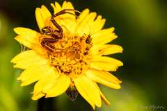 Thomisidae