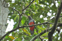 Black-Tailed Trogon photo 4