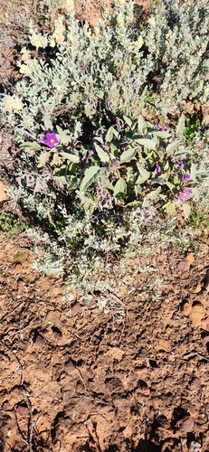 Image of Solanum lithophilum by (c) emilyhoskin, some rights reserved (CC BY)