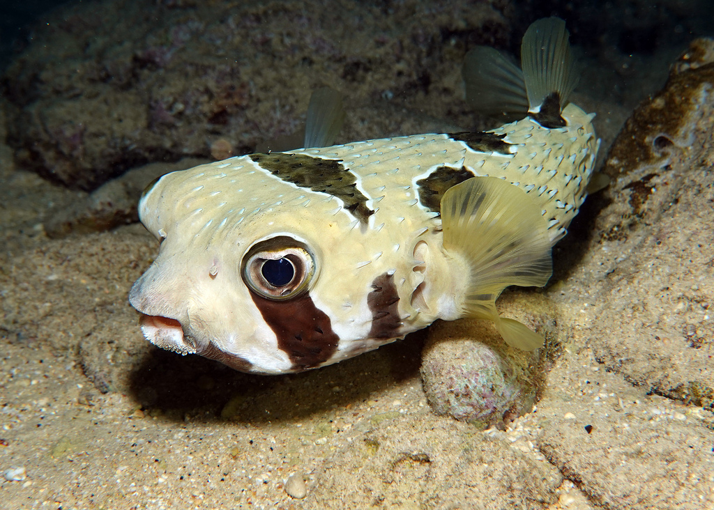 Black-Blotched Porcupinefish