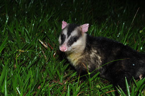 Andean White-eared Opossum