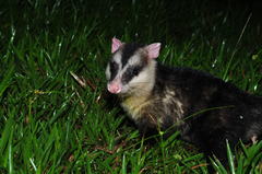 Andean White-Eared Opossum photo 5