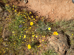 Layia platyglossa