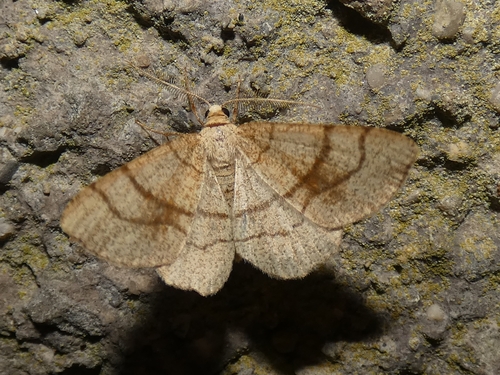 Adactylotis contaminaria