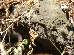 Sceloporus palaciosi