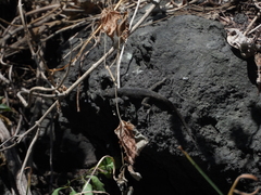 Sceloporus palaciosi