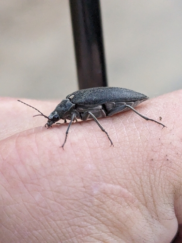 Stenocolus scutellaris