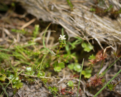 Galium perpusillum