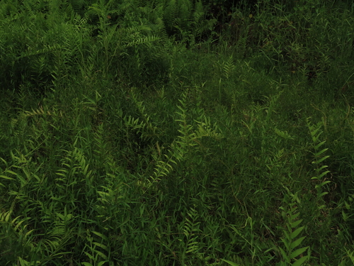 Image of Ampelopteris prolifera by (c) chiuluan, some rights reserved (CC BY)