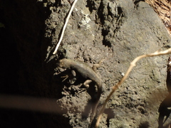 Sceloporus palaciosi