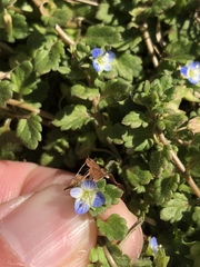 Smooth Speedwell (Veronica polita)