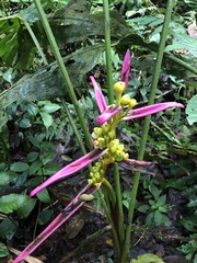 Heliconia aemygdiana