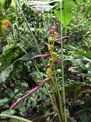 Heliconia aemygdiana