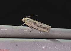 Eucosma olivaceana