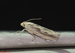 Eucosma olivaceana