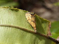 Glaucocharis auriscriptella