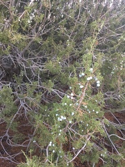 Juniperus californica