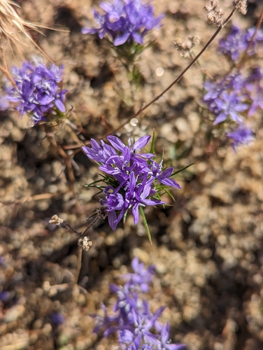 Image of Eriastrum pluriflorum by (c) Max Miley, some rights reserved (CC BY)
