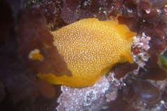 Doriopsilla albopunctata