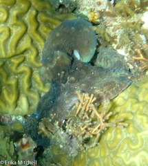 Octopus insularis