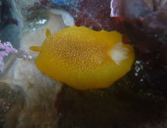 Doriopsilla albopunctata