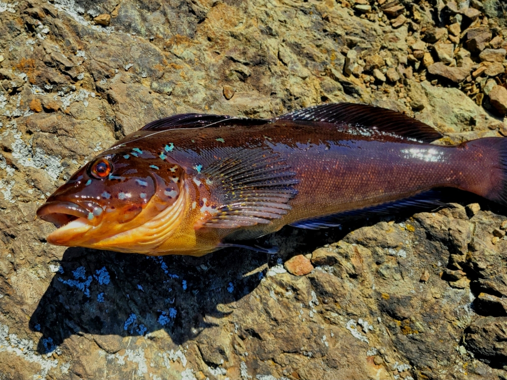 Photo of a Kelp Greenling