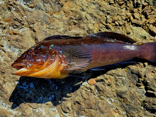 Kelp Greenling