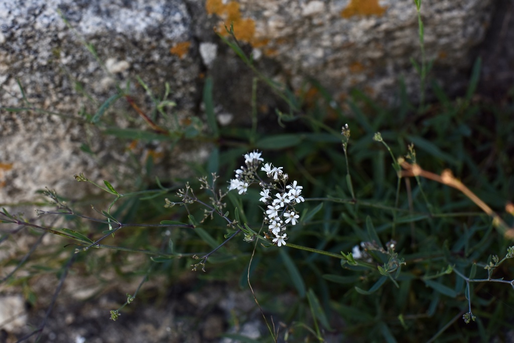 Gypsophila huashanensis