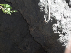 Sceloporus palaciosi