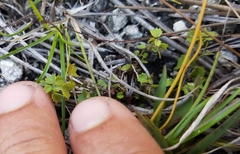 Ayenia euphrasiifolia