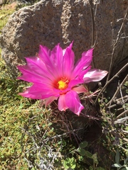 Thelocactus bicolor bicolor