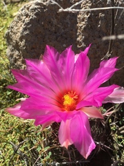 Thelocactus bicolor bicolor