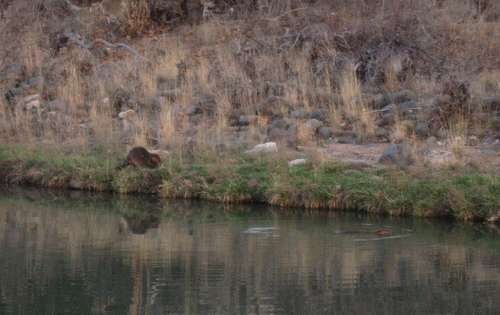 American Beaver photographed in Arizona