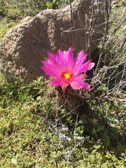Thelocactus bicolor bicolor