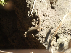 Sceloporus palaciosi