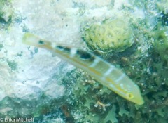 Halichoeres radiatus