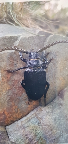 Prionus coriarius