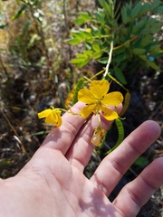 Senna chapmanii