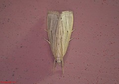 Eoreuma densellus
