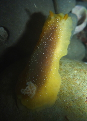 Doriopsilla albopunctata