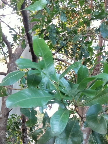 Image of Common Acronychia (Acronychia oblongifolia) by (c) Jo, some rights reserved (CC BY-SA)