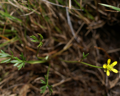 Ranunculus glabrifolius