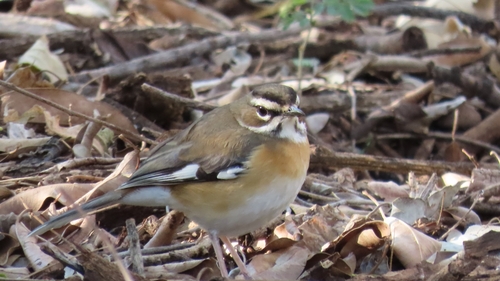 Bearded Scrub Robin (Tychaedon quadrivirgata), photo 9