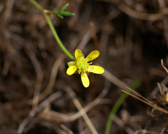 Ranunculus glabrifolius
