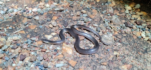 Northern Small-eyed Snake